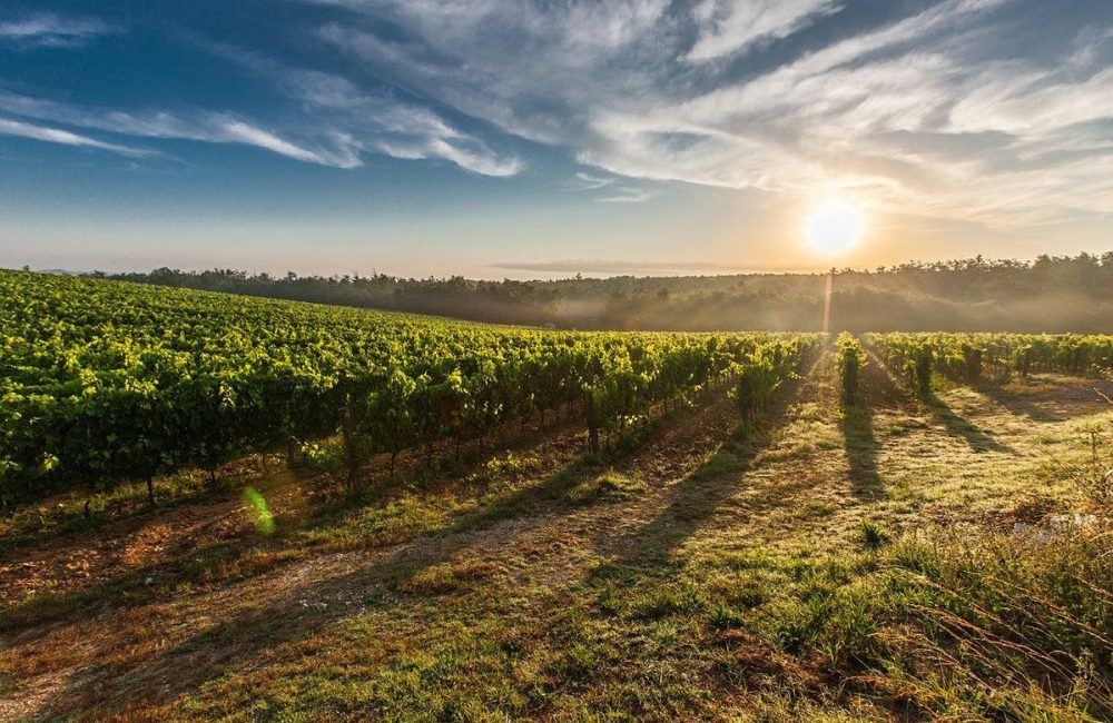 c317a6f0a20fbadea987e1c499b31462